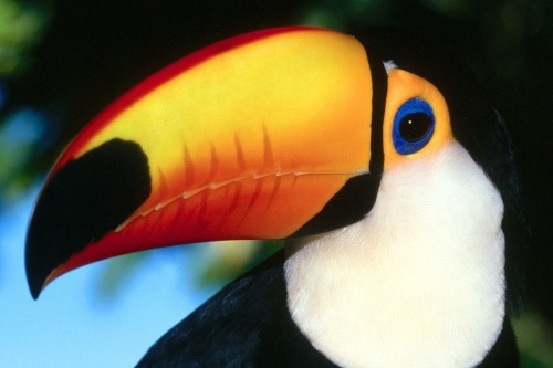 A toucan, my favorite bird.