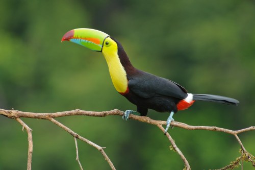 A toucan in Costa Rica