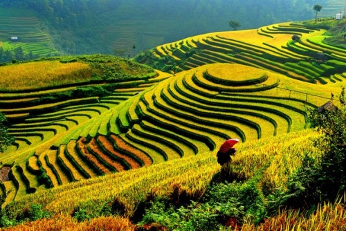 The terraced rice fields of Vietnam