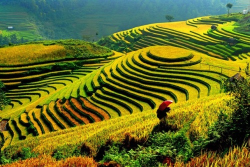 Rice terraces